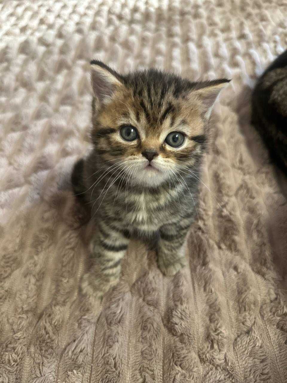 Шотландський котик