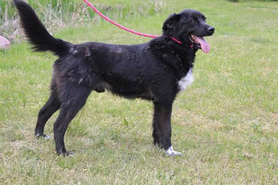 583130 Antoni do adopcji