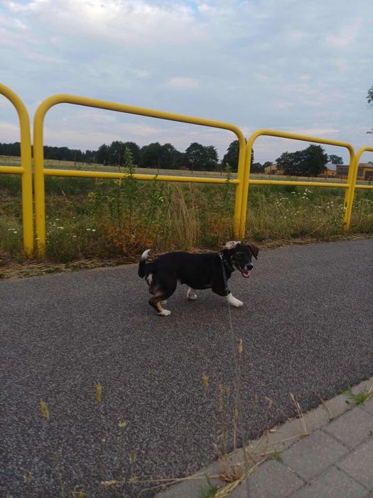 PILNIE oddam suczke !!!