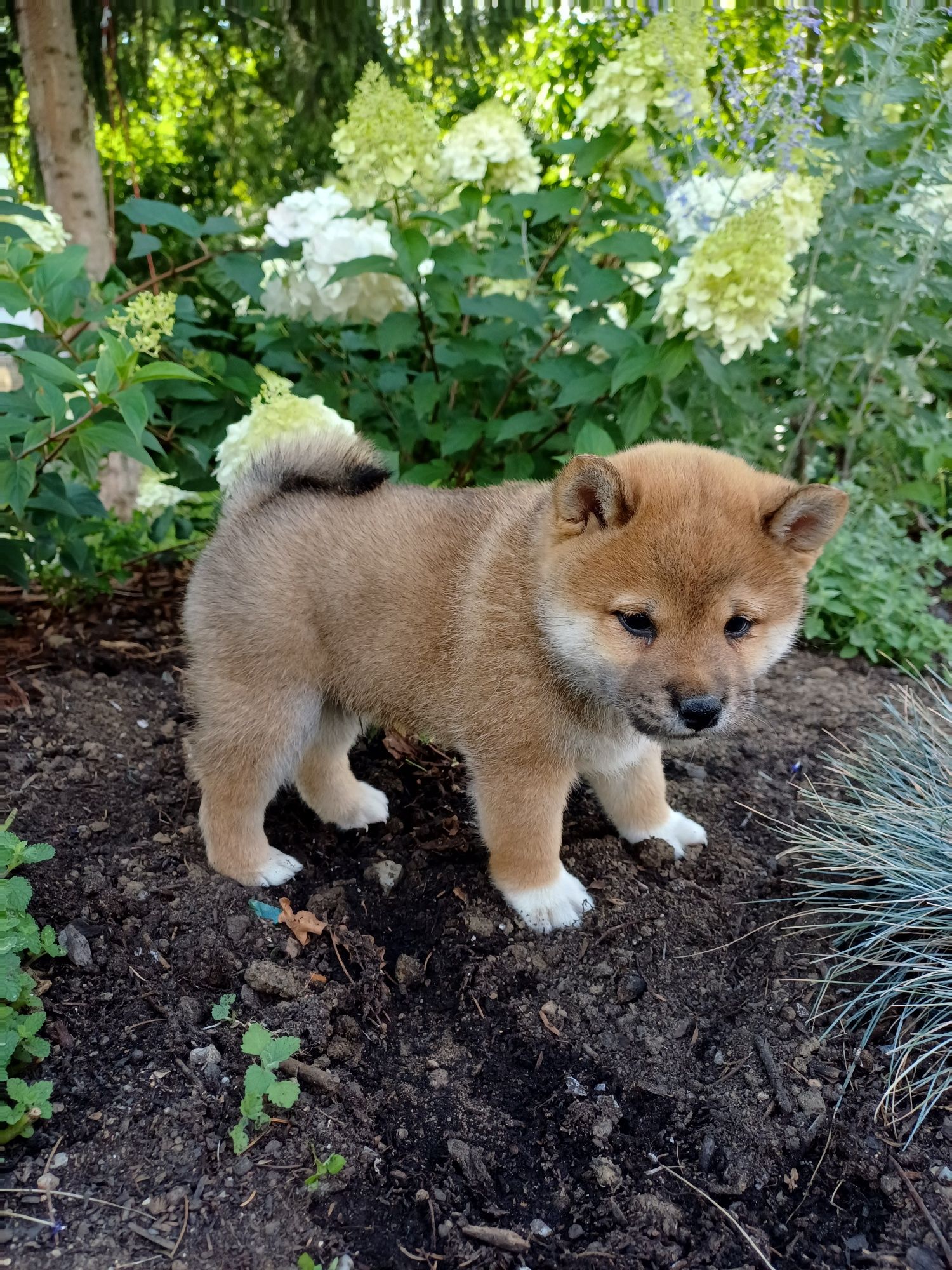 Shiba inu-Piesek