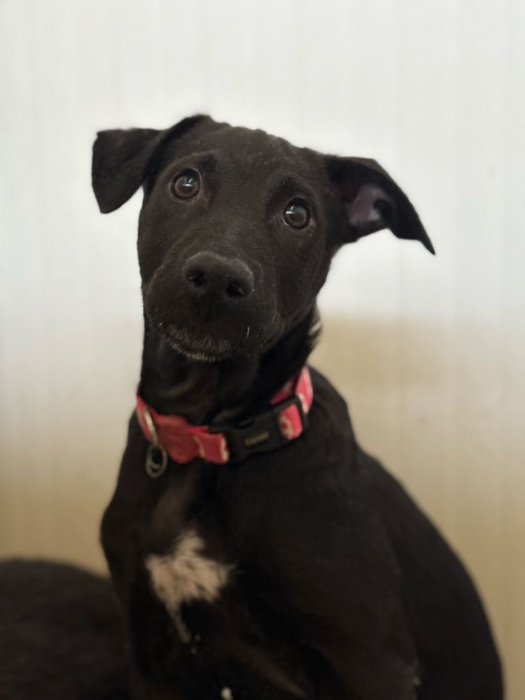 Cachorra 3 meses para adoção