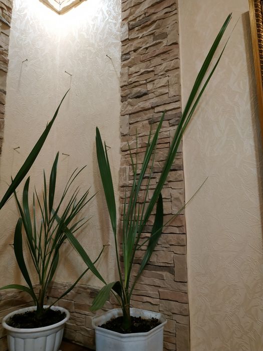 Финиковая пальма 4 года