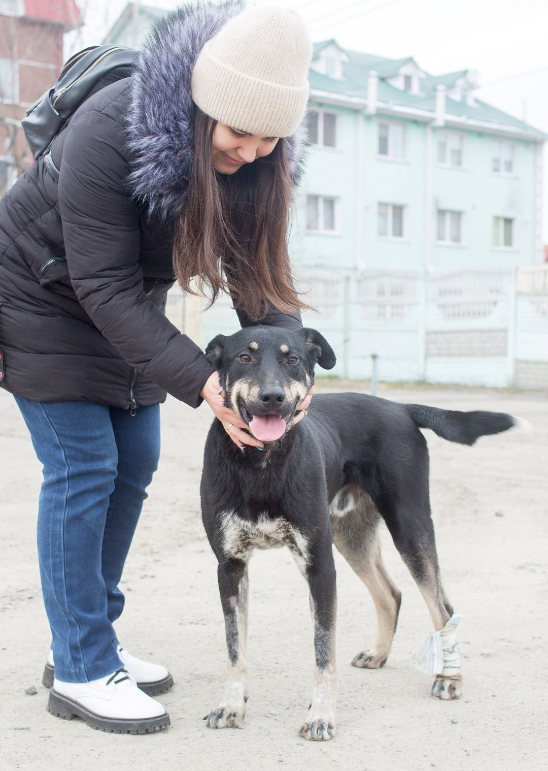 Шукає родину молодий песик