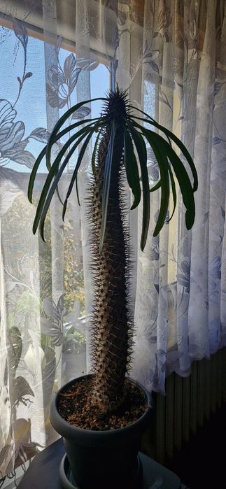 Pachypodium lamerei - palma Madagaskaru 1.2m
