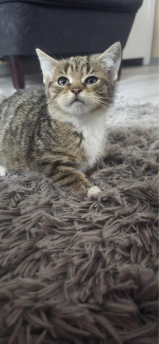 Do oddania małe kotki