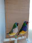 Casais de diamante de gould