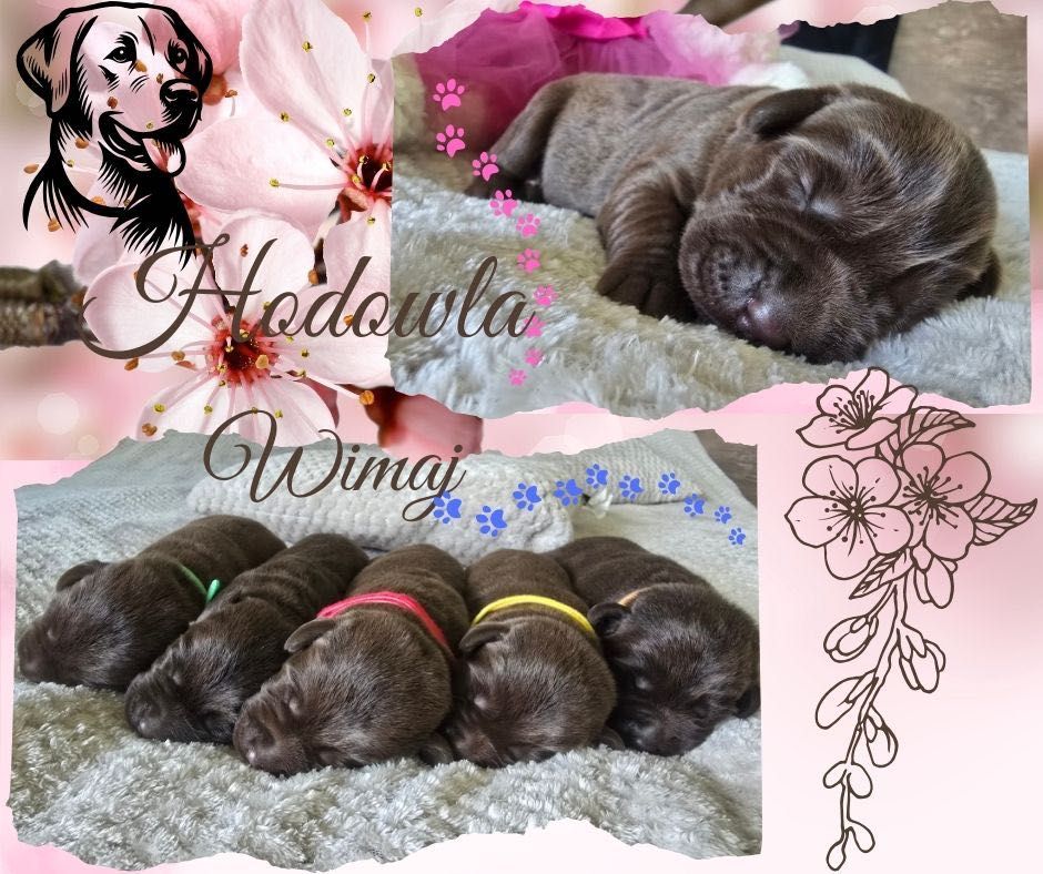 Labrador retriever ZKwP - czekoladowe słodziaki