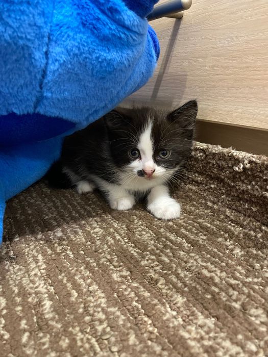 Отдам котят в добрые руки