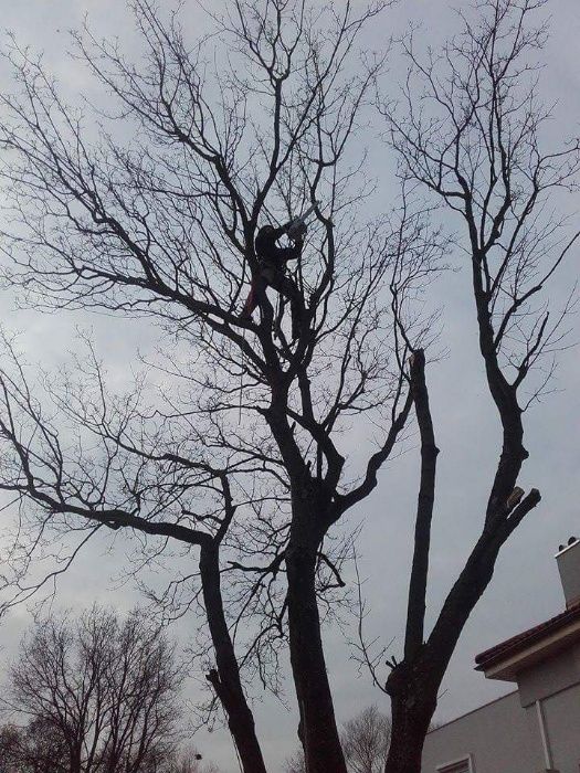 Wycinka, wycinanie, ścinka drzew metodą Alpinistyczną, karczowanie