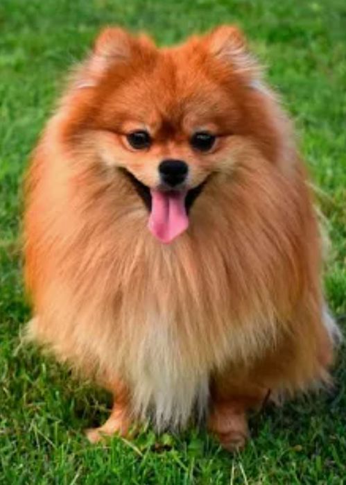 Выгул собак  мелких пород