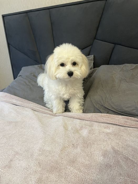 Мальтезе ищет невесту