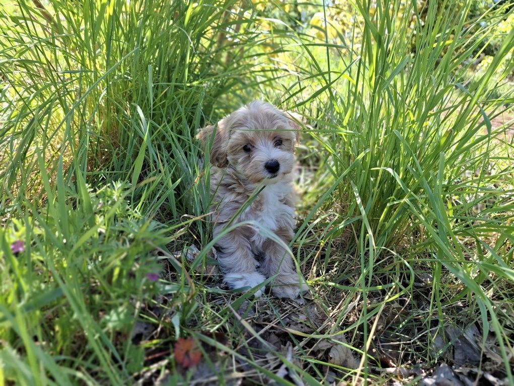 Maltipoo szczeniak