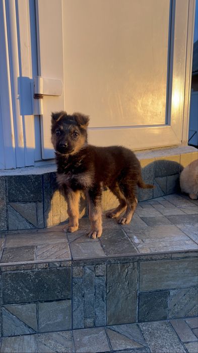 Віддамо безкоштовно цуцика овчара