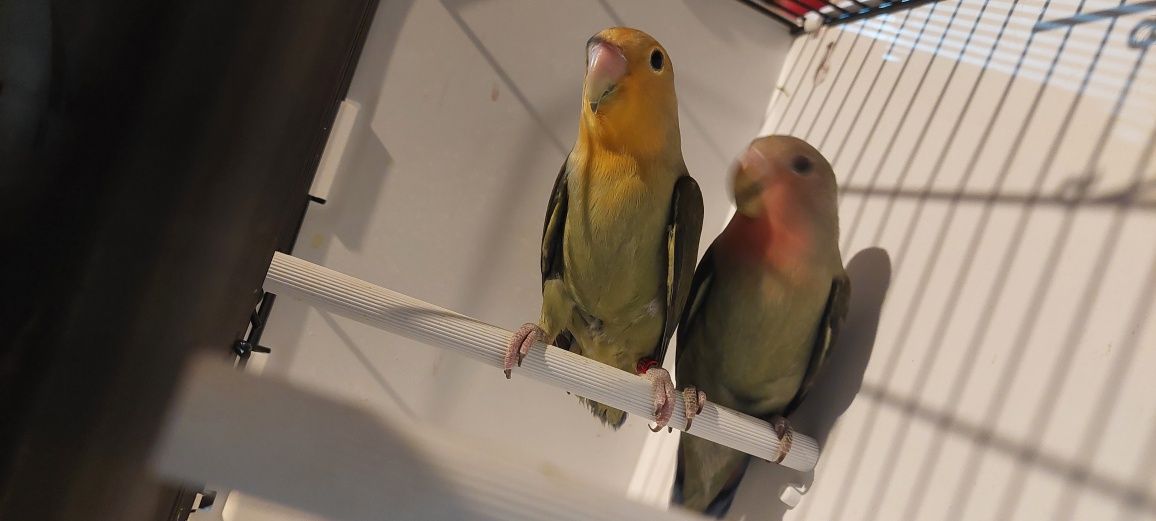 Vendo caturras , agapornis e piriquitos