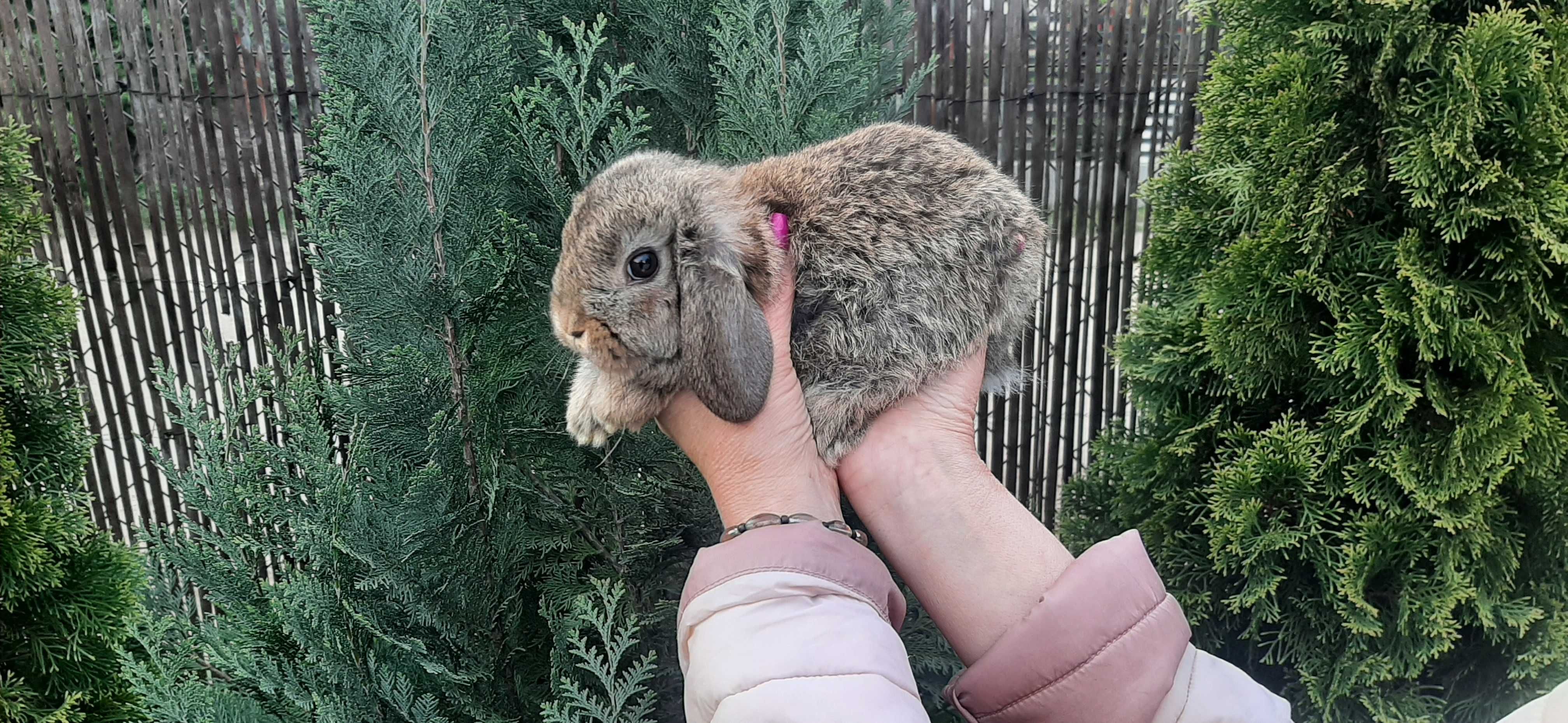 Królik miniaturka mini lop piękne króliczki