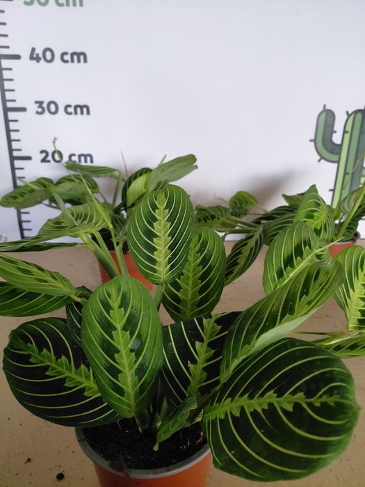 Maranta lemon lime, kolekcjonerska WYSYŁKA