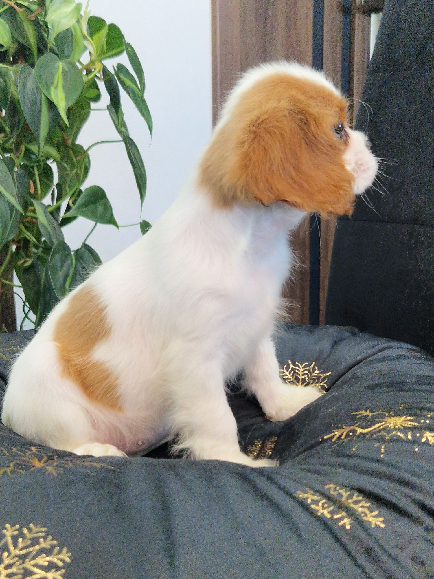 Sprzedam sunię Cavalier King Charles Spaniel