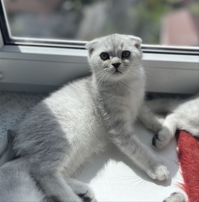 Перетримка , виховання , перевиховання кошенят