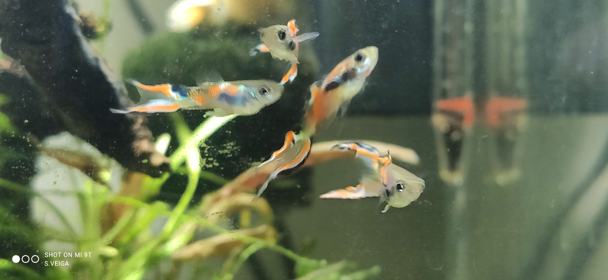 Guppy Macho Endler Hybrids Lyra Tail