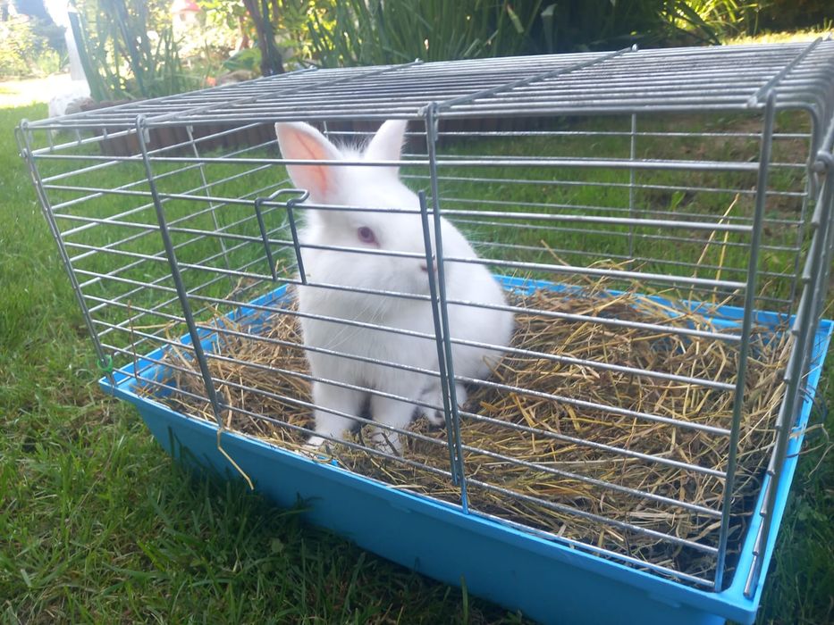 Królik domowy miniaturka