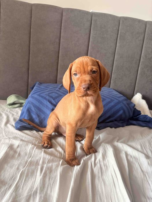 Цуцинята породи Угорська Віжла