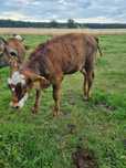 Jałówka MM  mix mięsny MM hereford