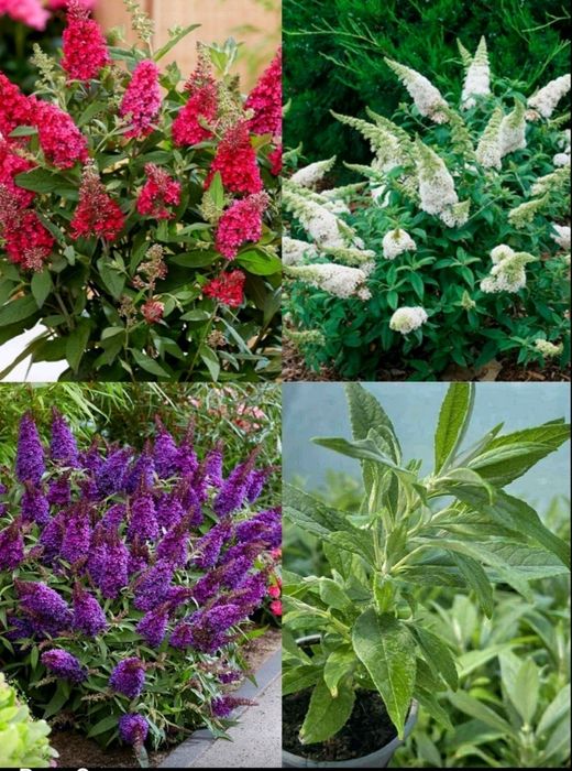 Карликова будлея багаторічна