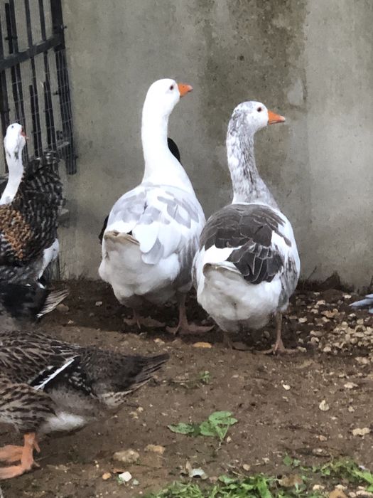 Casal de gansos adultos