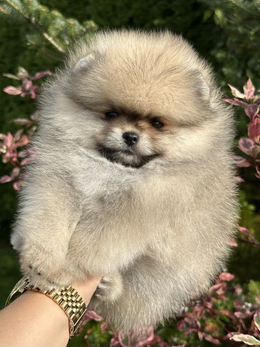 Pomeranian suczka