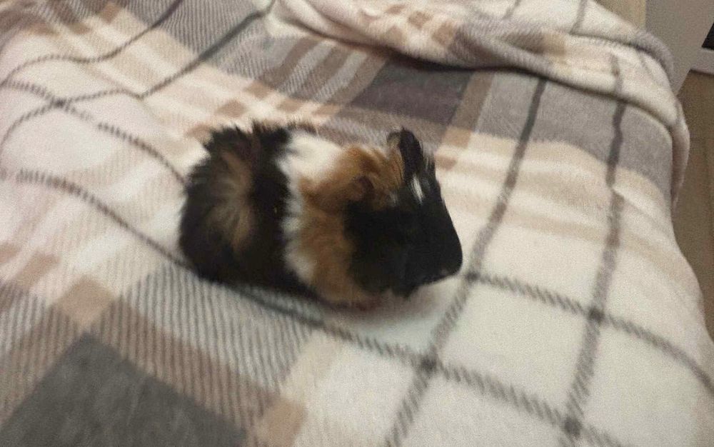 Świnki morskie samce