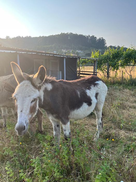 Vendo burro malhado