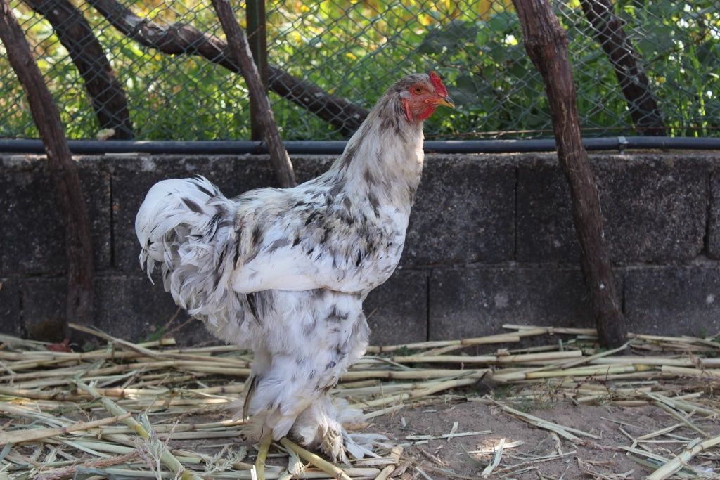 Galinha Raça Brahma