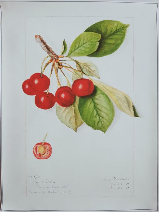 Gobelin na płótnie HD/Obrazek/Vintage Retro Fruit, Cherries
