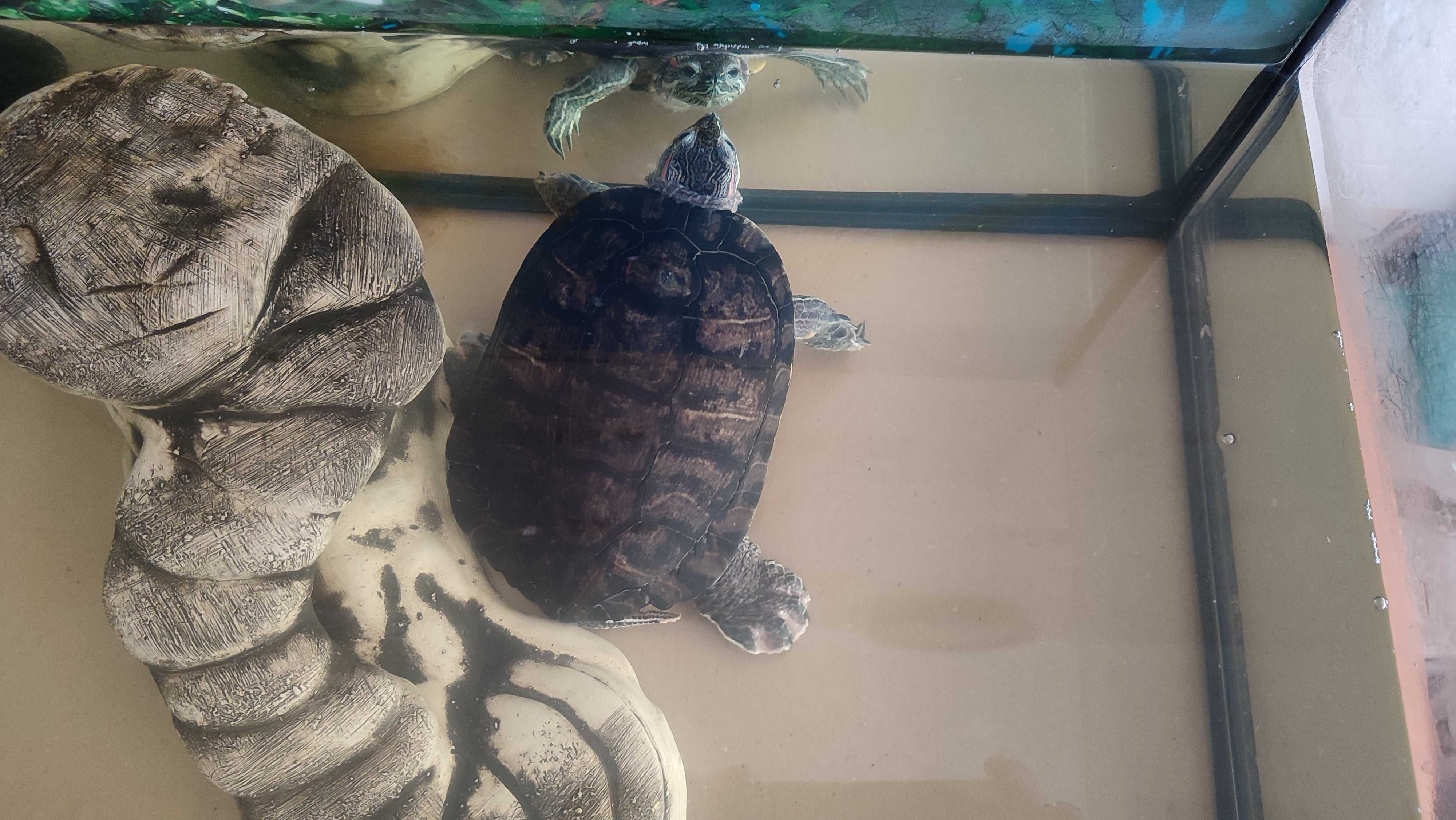 Красноухая черепаха + аквариум на 100л