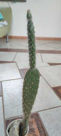 Opuncja dekoracja kaktus