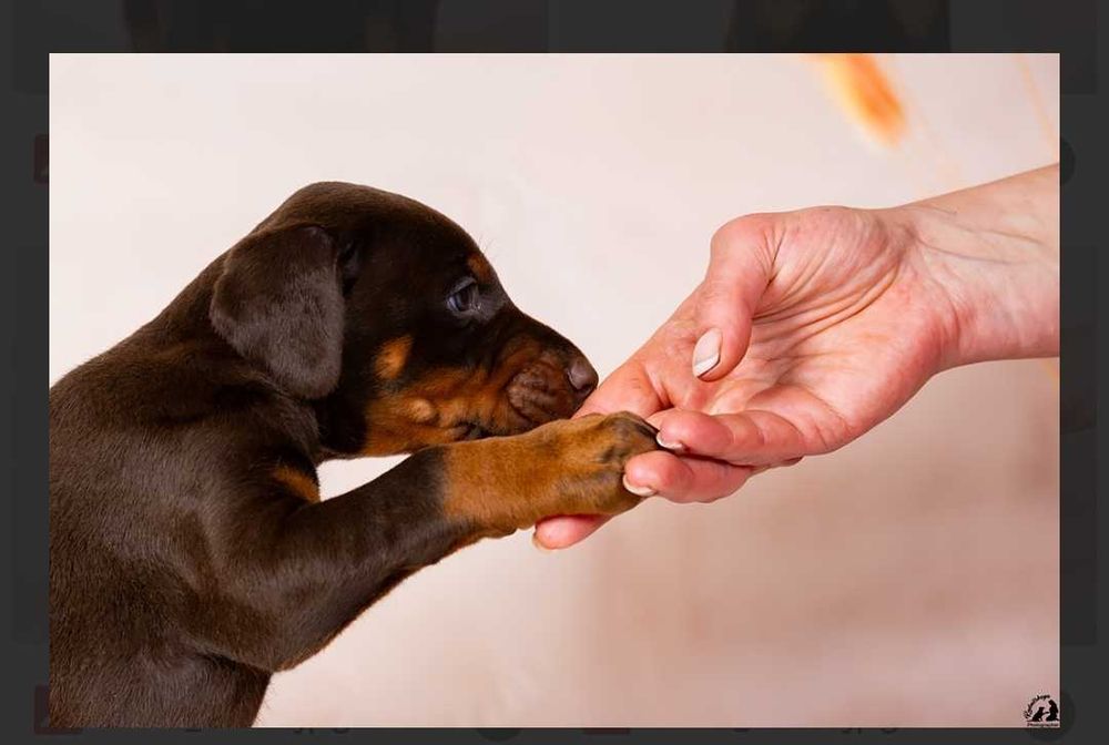 Цуценят Доберман