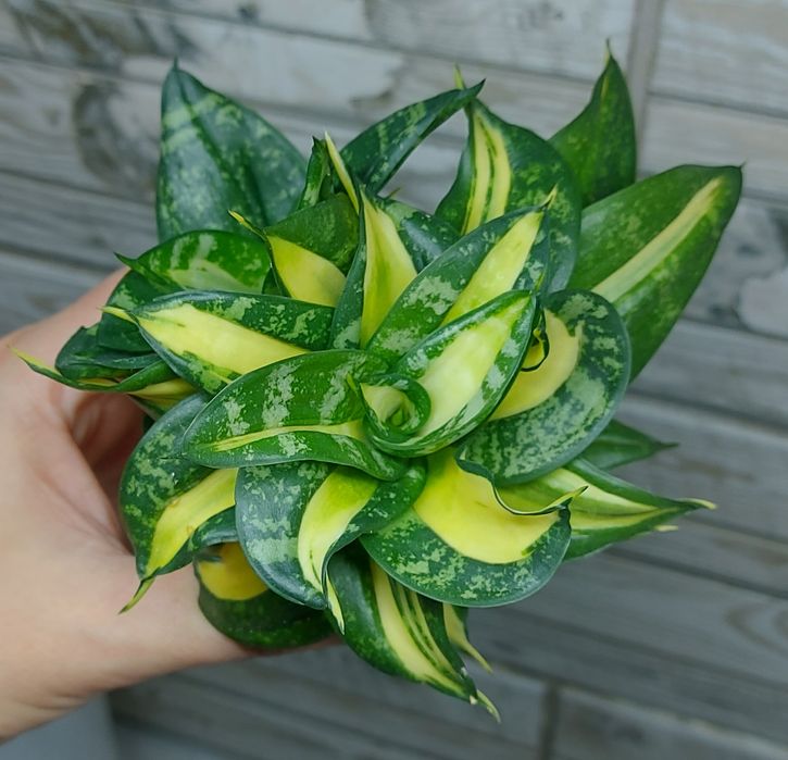 Сансевієрія ханні Свірлз з двома дітками.