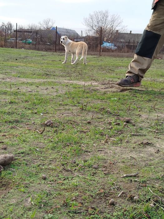 Продам щенка Алабая