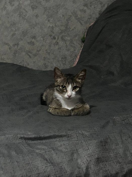 Кошеня 4 місяців