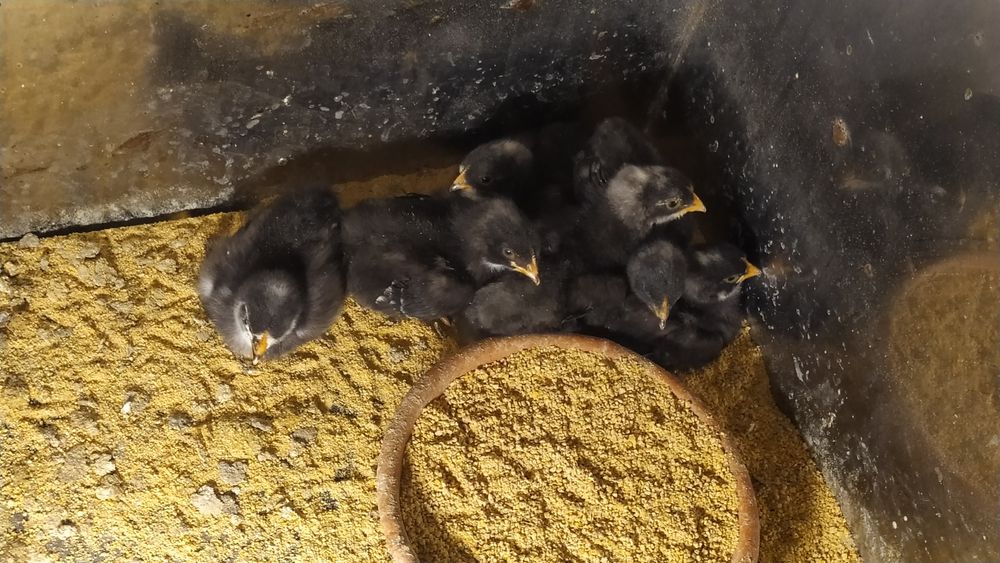 Incubadora Automática / Chocadeira 12 ovos