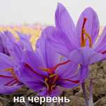 Шафран цибулини 20 шт шафрановый крокус луковицы семена Crocus sativus