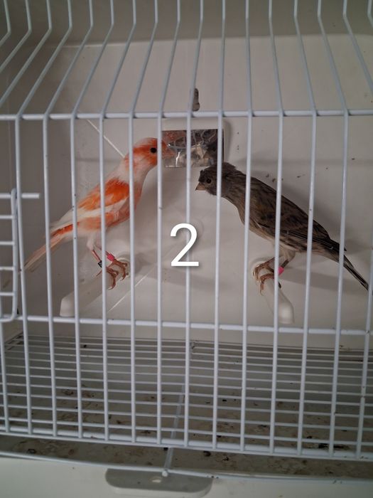 Canários Arlequim Português