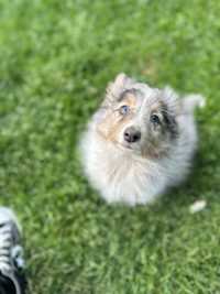 Owczarek szetlandzki blue merle oba niebieskie oczka