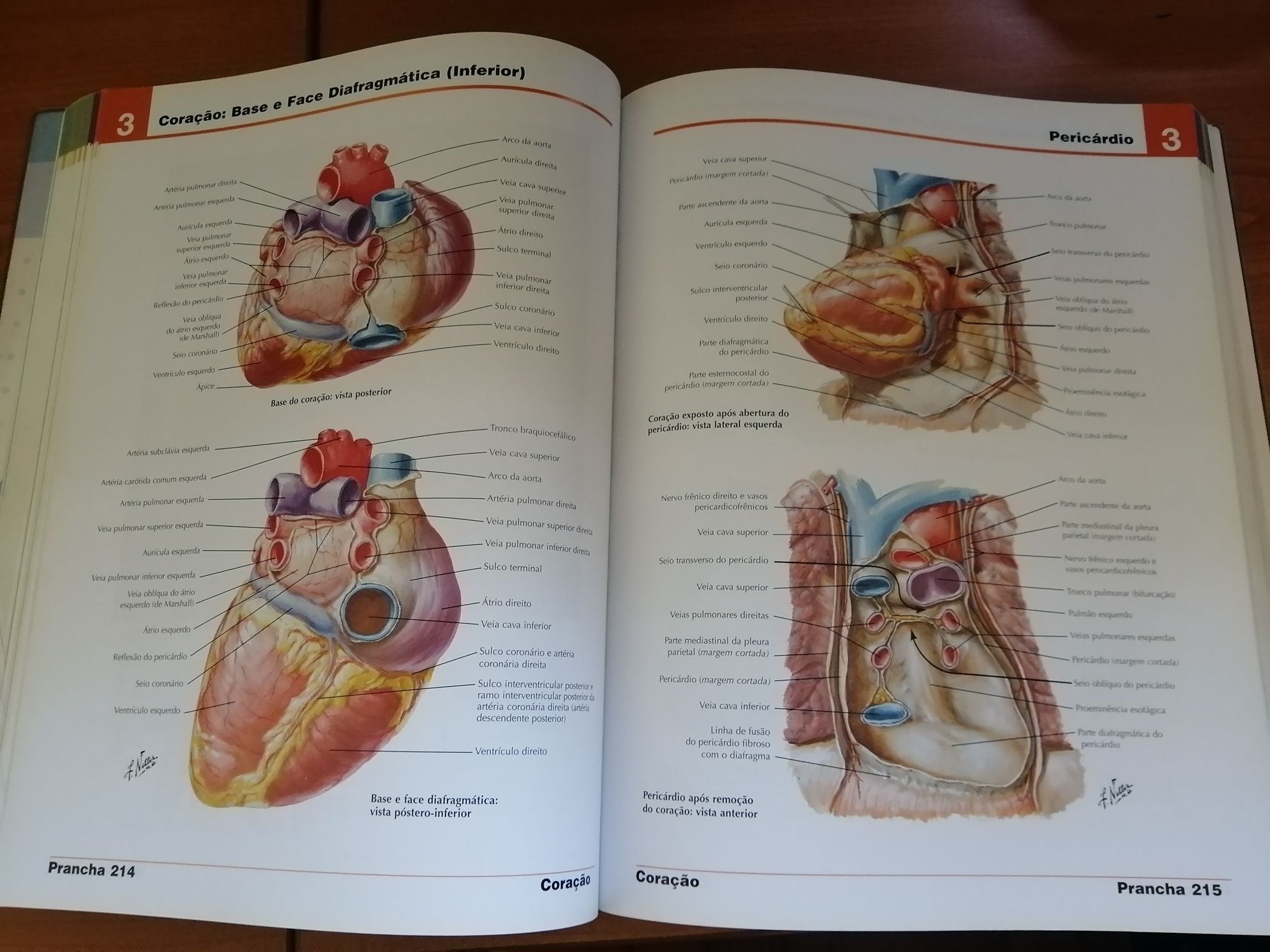 Netter atlas de anatomia humana