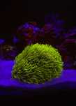 Frag de Green Star Polyp