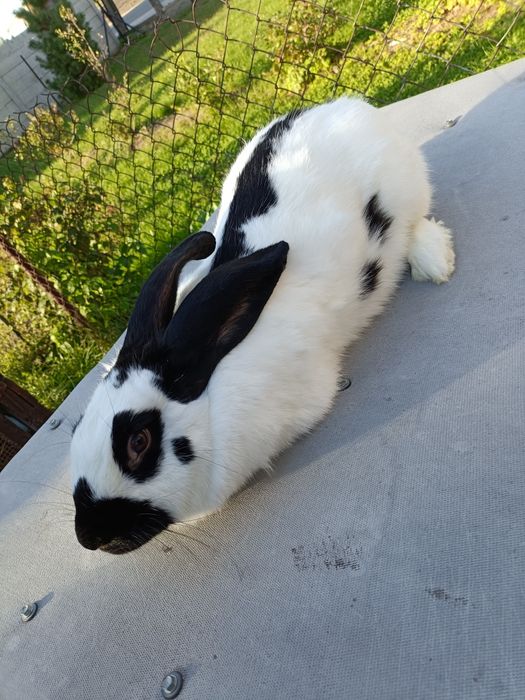 Sprzedam lub zamienię  Srokacza niemieckiego