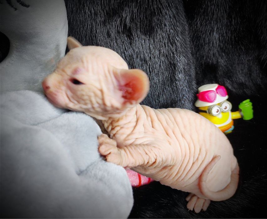 Канадский сфинкс мальчик клуб документы родословная WCF