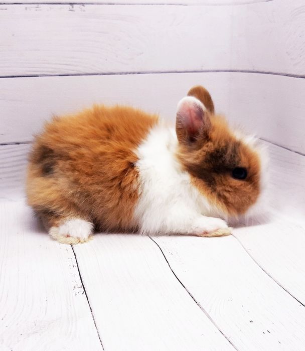 Карликовые мини кролики торчеухие и вислоухие декоративные,клетки,корм