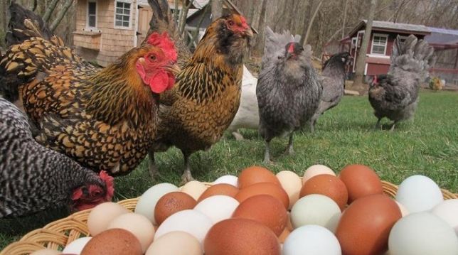 Яйцо на инкубацию курочек несушек