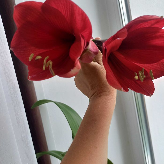 Амараліс кімнатна рослина